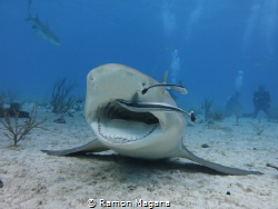 Cleaning station for the lemon shark... by Ramon Magana 